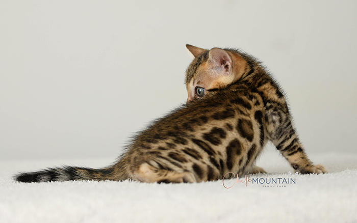 Bengal kitten for sale